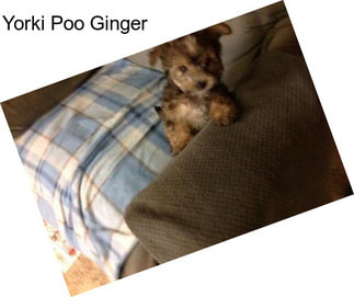 Yorki Poo Ginger