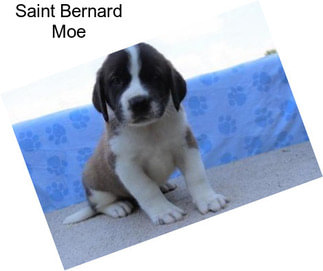 Saint Bernard Moe