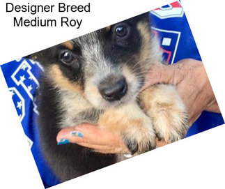 Designer Breed Medium Roy