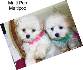 Malti Poo Maltipoo