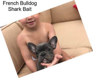 French Bulldog Shark Bait