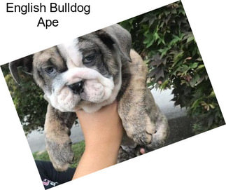 English Bulldog Ape