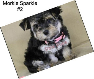 Morkie Sparkie #2