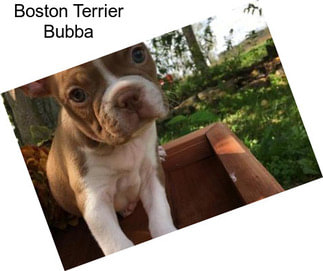 Boston Terrier Bubba