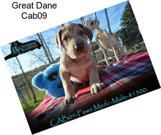 Great Dane Cab09