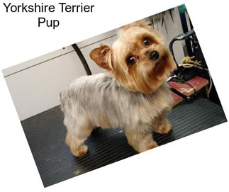 Yorkshire Terrier Pup