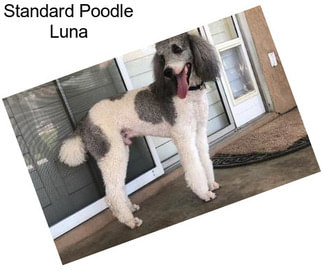 Standard Poodle Luna