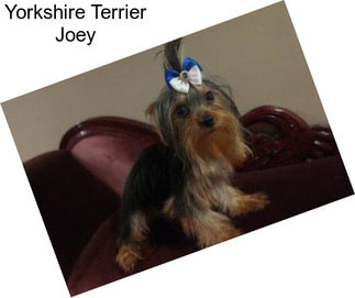 Yorkshire Terrier Joey