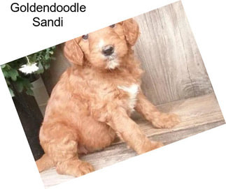 Goldendoodle Sandi