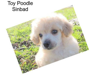 Toy Poodle Sinbad
