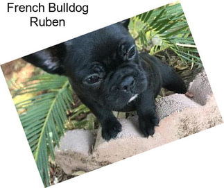 French Bulldog Ruben