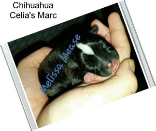 Chihuahua Celia\'s Marc