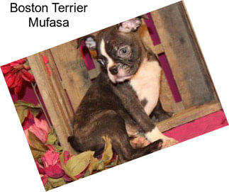 Boston Terrier Mufasa