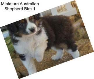 Miniature Australian Shepherd Btm 1