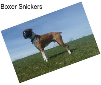 Boxer Snickers