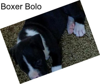 Boxer Bolo