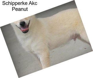 Schipperke Akc Peanut