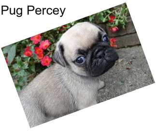 Pug Percey