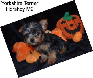 Yorkshire Terrier Hershey M2