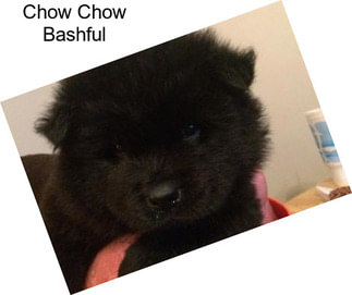 Chow Chow Bashful