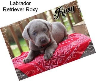 Labrador Retriever Roxy