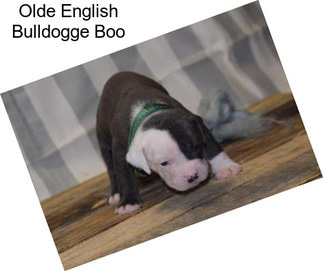 Olde English Bulldogge Boo