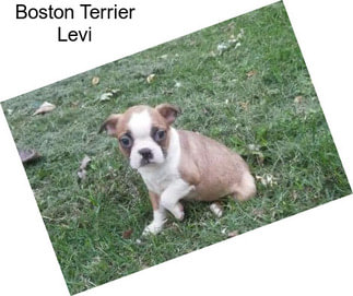 Boston Terrier Levi