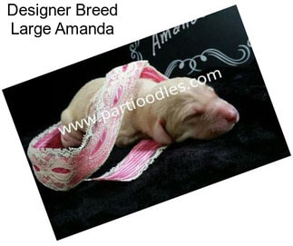 Designer Breed Large Amanda