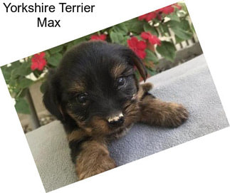 Yorkshire Terrier Max