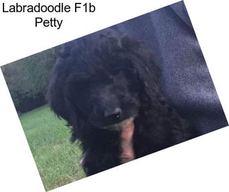 Labradoodle F1b Petty