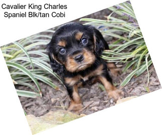 Cavalier King Charles Spaniel Blk/tan Cobi