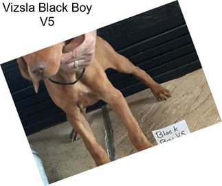 Vizsla Black Boy V5