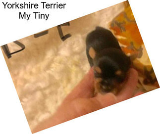 Yorkshire Terrier My Tiny