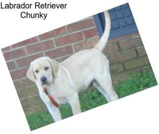 Labrador Retriever Chunky