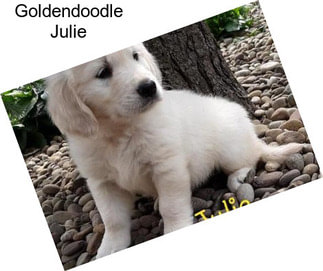 Goldendoodle Julie