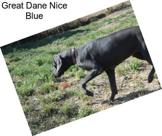 Great Dane Nice Blue