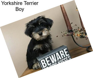 Yorkshire Terrier Boy