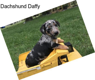 Dachshund Daffy