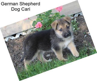 German Shepherd Dog Cari