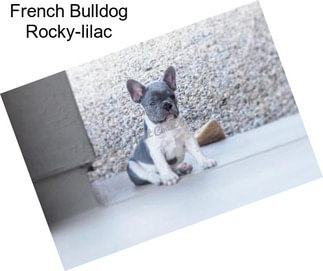 French Bulldog Rocky-lilac