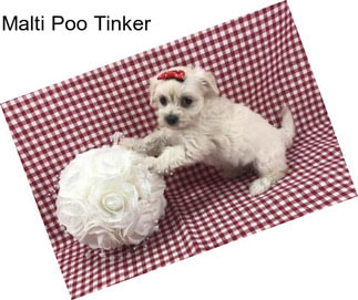 Malti Poo Tinker