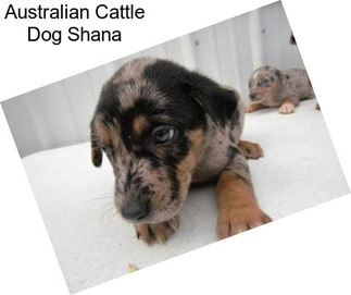 Australian Cattle Dog Shana