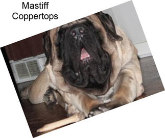 Mastiff Coppertops