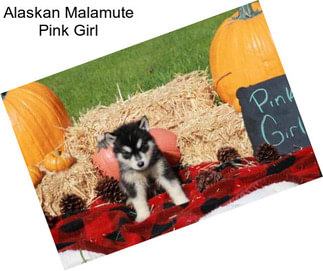 Alaskan Malamute Pink Girl