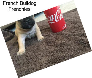 French Bulldog Frenchies