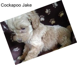 Cockapoo Jake