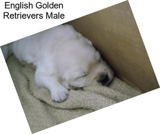 English Golden Retrievers Male