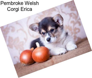 Pembroke Welsh Corgi Erica