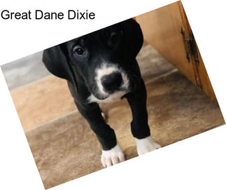 Great Dane Dixie