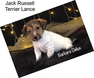 Jack Russell Terrier Lance